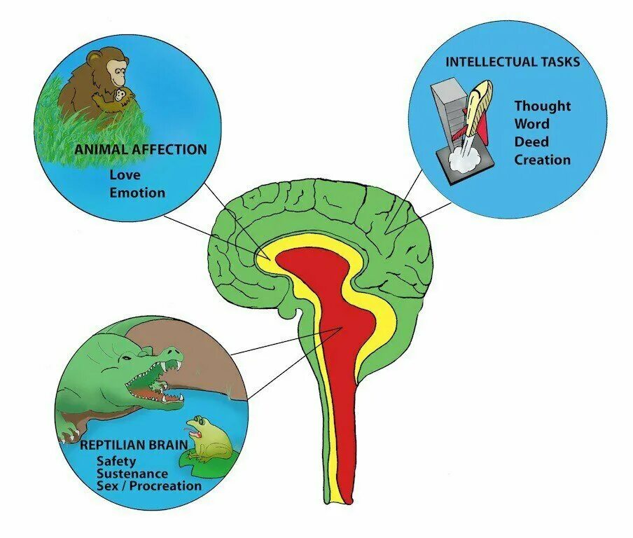 Триединая модель мозга Маклина. Рептильный мозг и неокортекс. Рептильный лимбический неокортекс 3 части. Структура мозга неокортекс. Рептильный мозг неокортекс