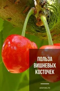 Косточка вишни ядовита или нет