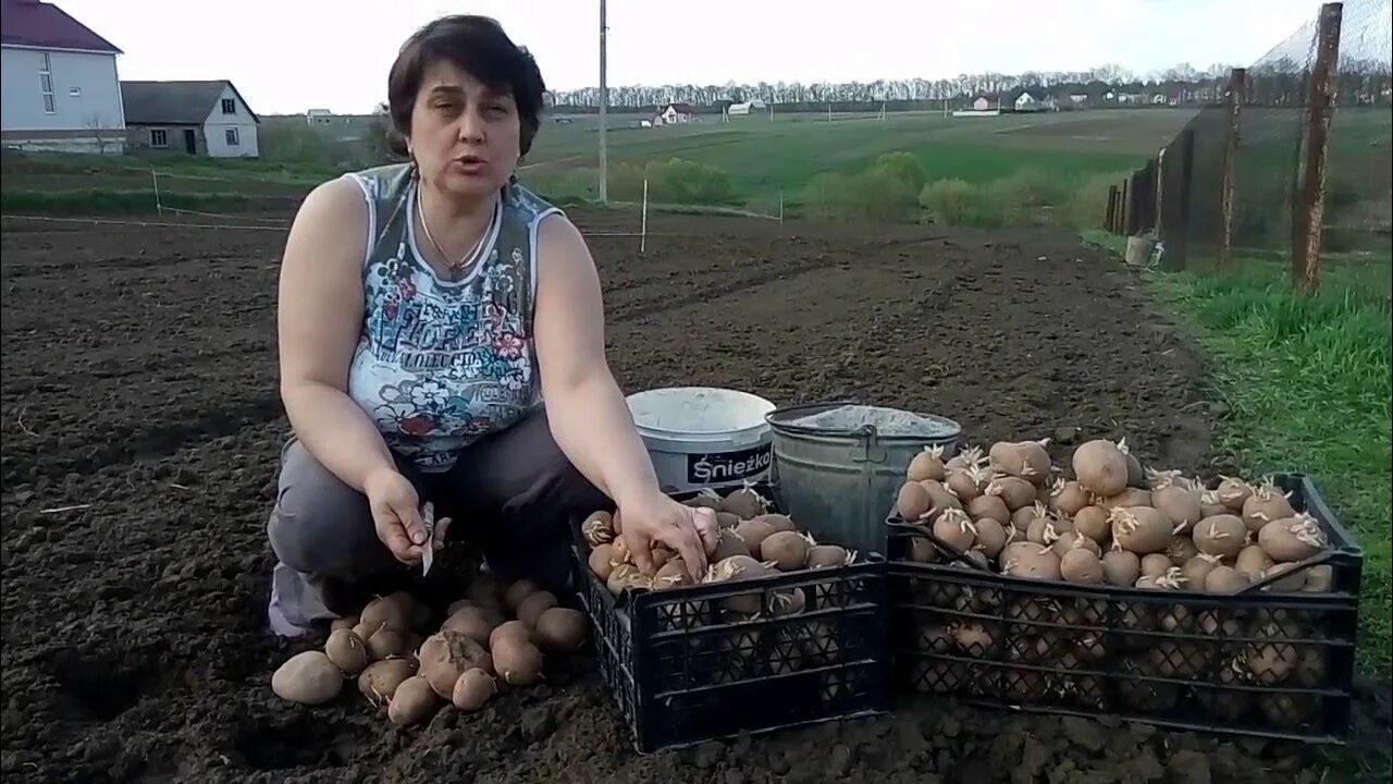 Как готовить картошку к посадке. Подготовка картофеля к посадке. готовим картофель к посадке. проращивание картофеля.