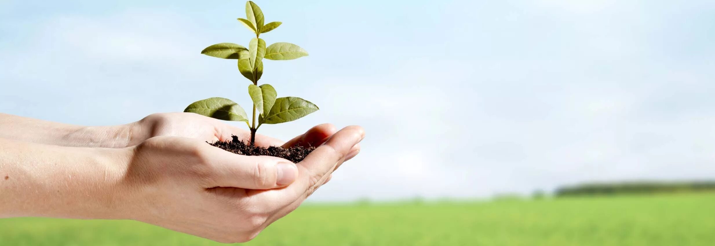 Environmental costs. Росток из земли. День защиты земли. Environmental costs. Планета экология.