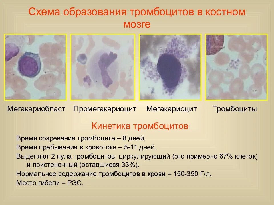 Образование тромбоцитов происходит. Схема образования тромбоцитов. тромбоциты схема. формирование тромбоцитов. схема созревания тромбоцитов.