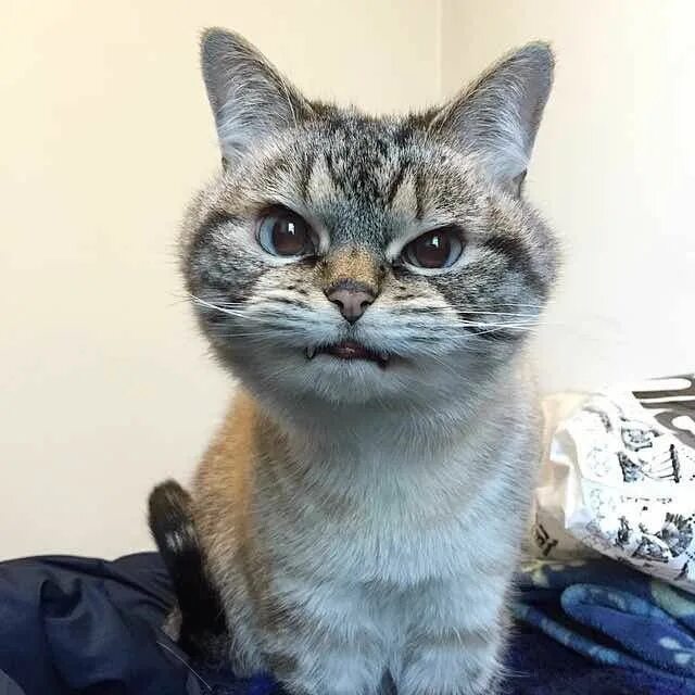 Кот с клыками мем. Кот вампир локи. kot s klykami. улыбка кота.