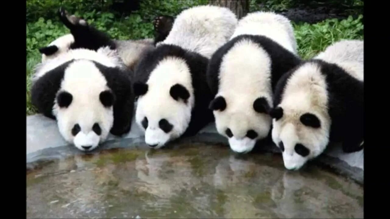Панда собирает в круг. С добрым утром Панда. Шутки про панду. Панда понедельник. Панда демотиватор.