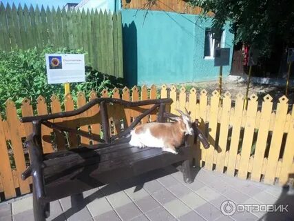 Контактный зоопарк новгород