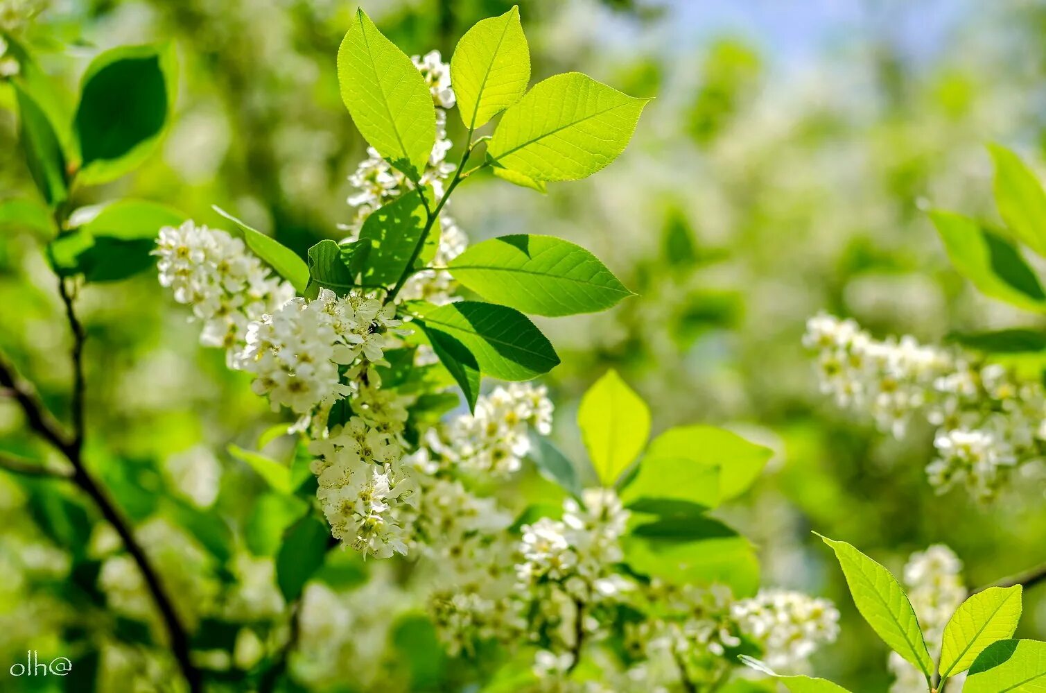 Черемуха шпета. Черемуха маака амбер бьюти. Черёмуха виргинская. Черемуха обыкновенная цветение. Черёмуха маака.