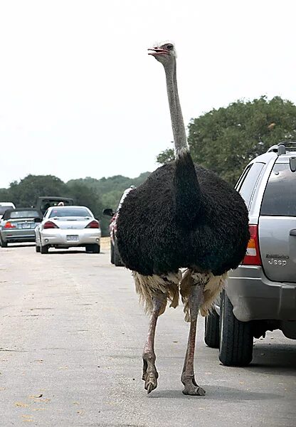 Гигантский страус. Самая большая птица. Самый крупный страус