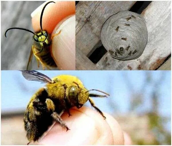 Если тебя укусила оса впр. Шмель пчела Оса Шершень укусы. Укусы пчел ОС шершней и шмелей.