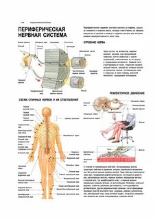 Периферия системы