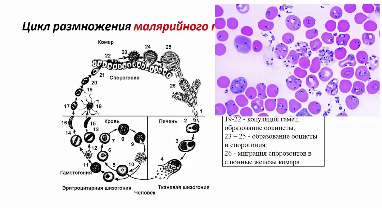 Малярийный плазмодий в кишечнике. Жизненный цикл малярийного плазмодия схема. Шизогония споровиков. Малярия шизогония. Цикл малярийного плазмодия ЕГЭ биология.