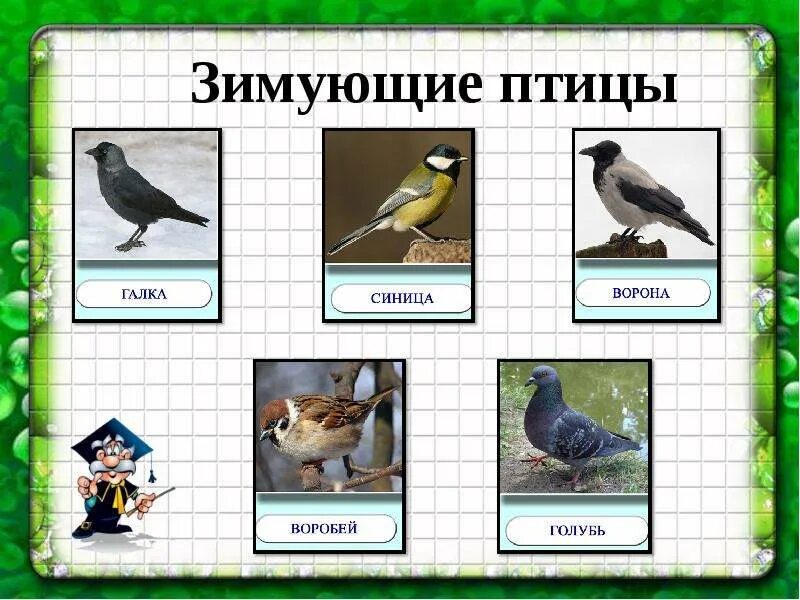Зимующие птицы средняя группа. Зимующие птицы подготовительная группа. перелетные и зимующие птицы для детей средней группы. детям о зимующих птицах подготовительная группа.
