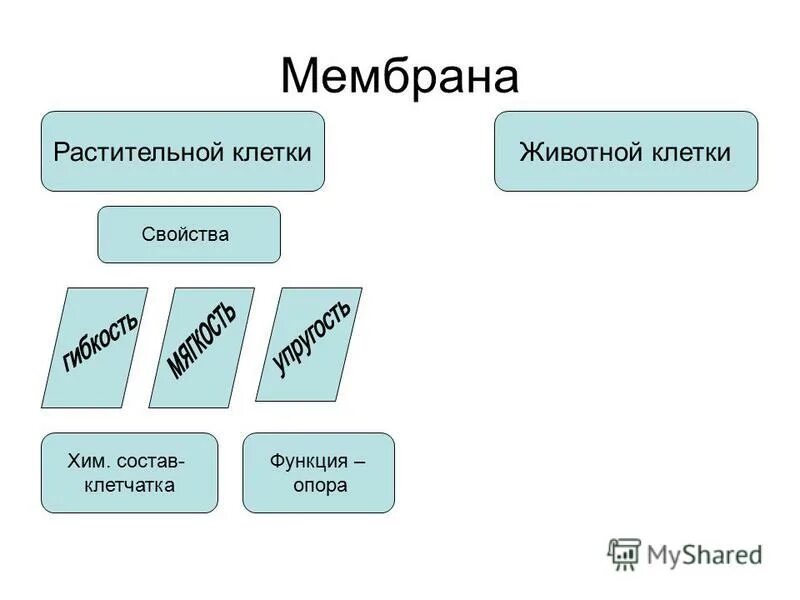 Мембрана растительной клетки функции