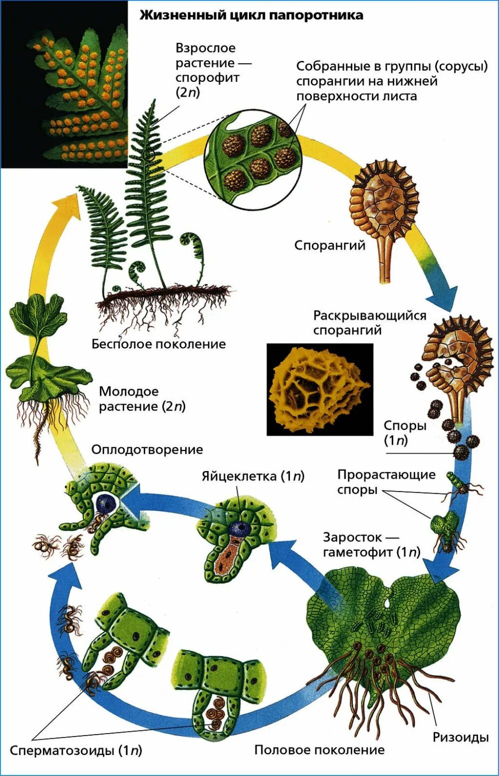 Жизненный процесс папоротника. Жизненный цикл споровых растений схема. Циклы развития высших споровых растений. Жизненные циклы споровых растений таблица. Схема жизненного цикла высших растений.