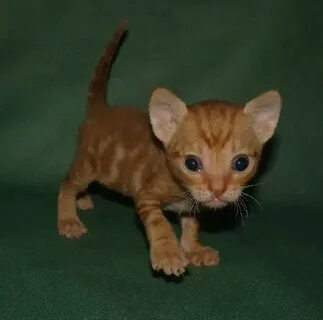 Кошки не вызывающие аллергию