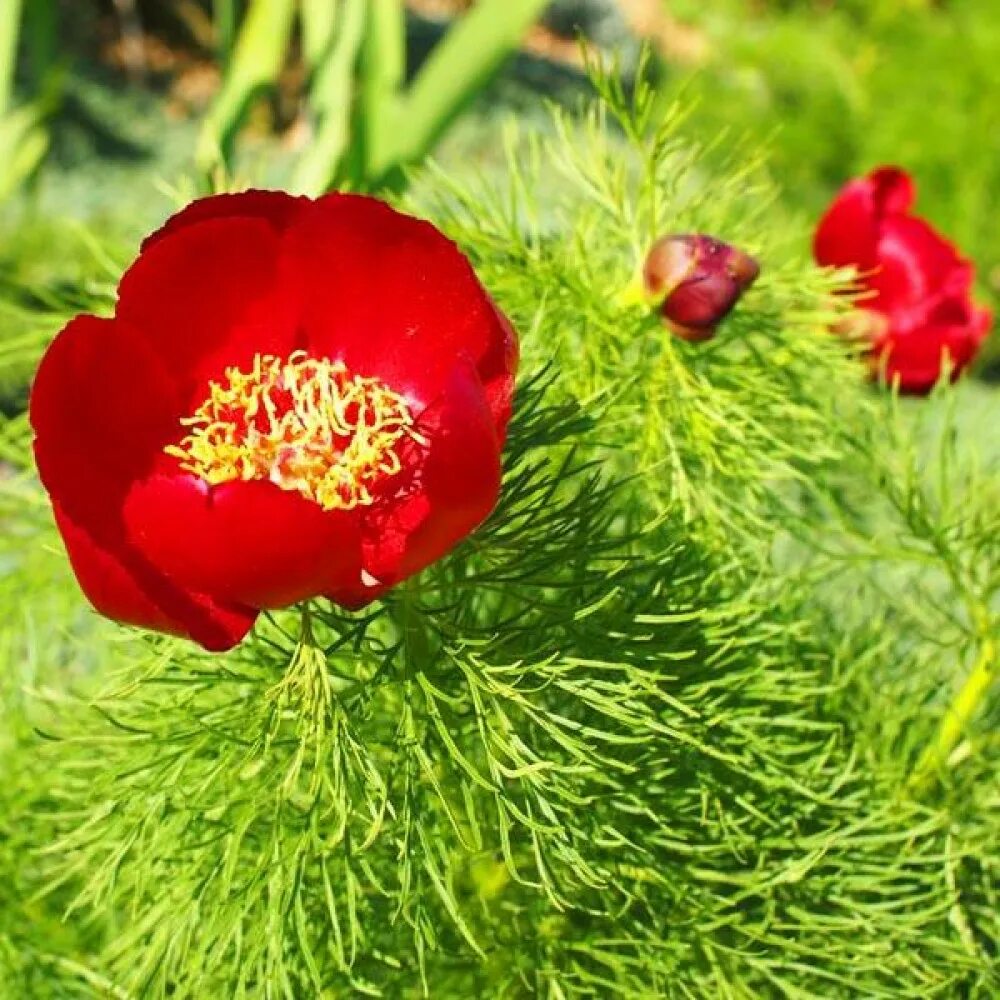 Картинки по запросу травянистый пион Peonies, Bloom, Perennials