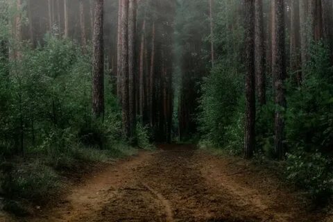 Кромка леса