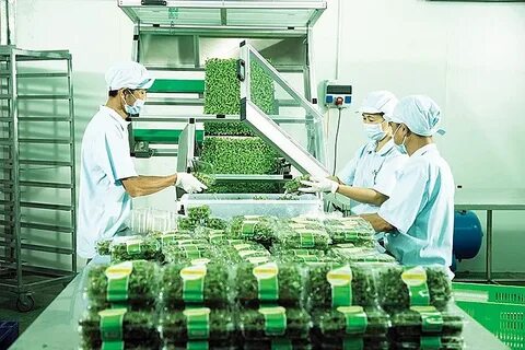 Vegetable processing