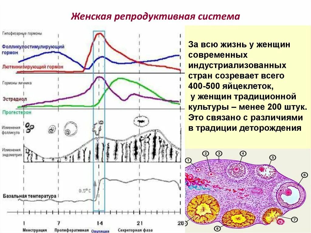 За что отвечает лютеинизирующий гормон у женщин. Гормоны репродуктивной системы. Гормоны женской репродуктивной системы. Норма гормонов репродуктивной системы. Гормоны репродуктивной системы мужчины и женщины.