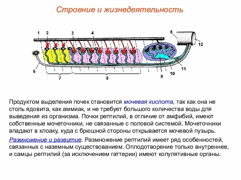 Выделение у пресмыкающихся. Система выделения пресмыкающихся. Строение выделительной системы пресмыкающихся. Выделение у рептилий. Выделительная система рептилий.