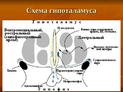 Строение гипоталамуса