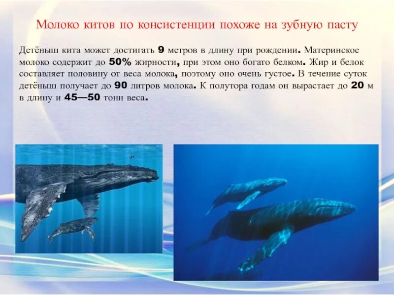 Киты мама текст. Всемирный день китов 19 февраля. День кита 19 февраля. Всемирный день китов для презентации. Молоко китов.
