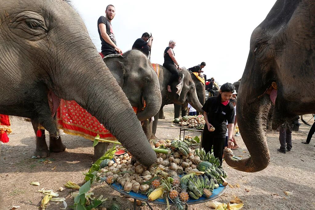 Слон ест. Праздник слонов в Таиланде. Праздник слона в Тайланде.