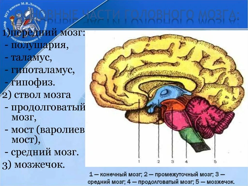 Мозжечок — ; мост — ; продолговатый мозг — ; промежуточный мозг —. Строение мозга человека таламус. Продолговатый мозг таламус гипоталамус гипофиз. Отделы головного мозга продолговатый промежуточный. Задний головной мозг включает