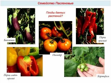Томат семейство пасленовые