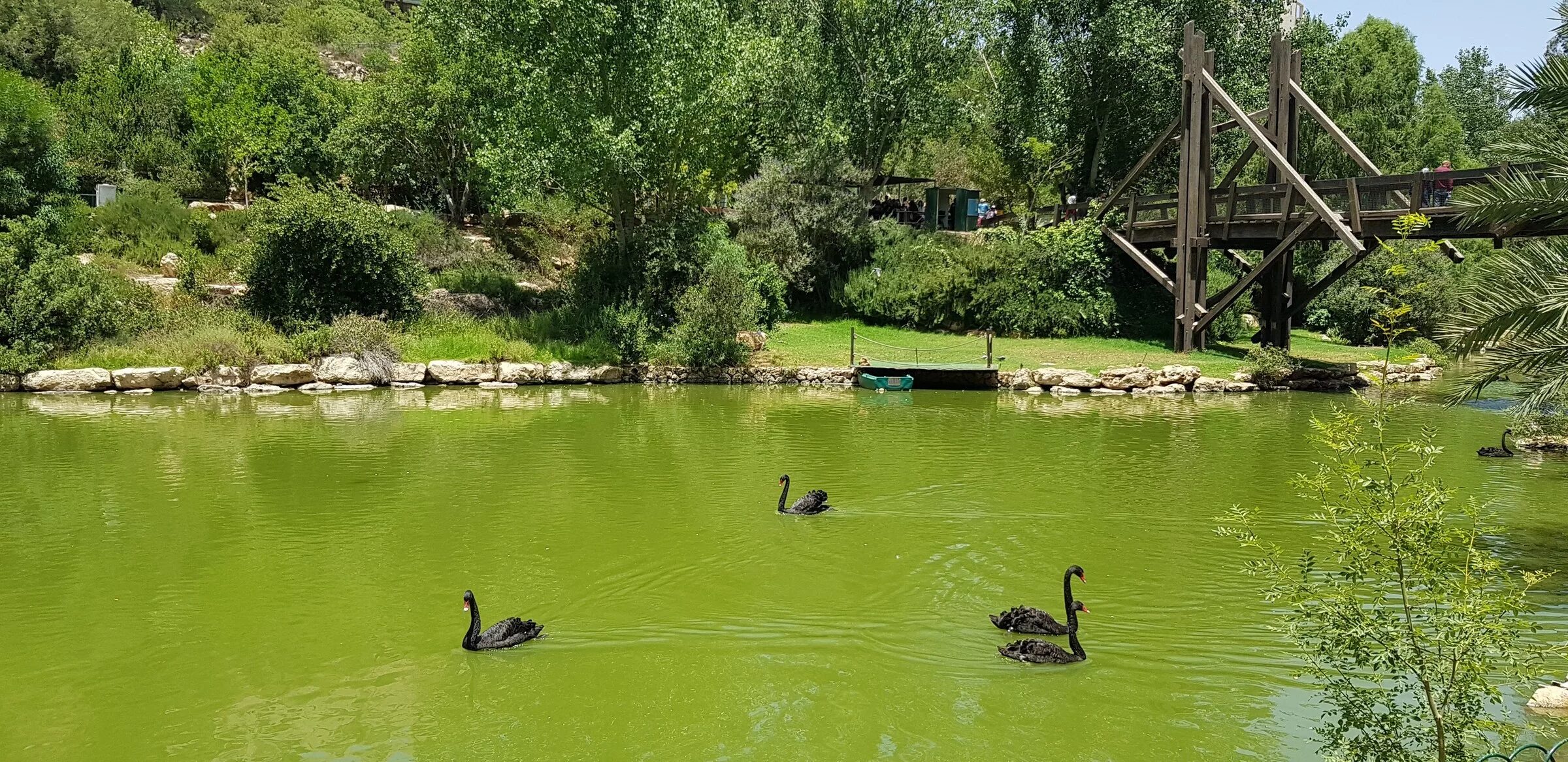 Московский зоопарк пруд. Фламинго у водоема. В пруду зоопарка. В пруду зоопарка. Гамбург зоопарк.