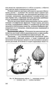 Лабораторная работа видоизменения побегов