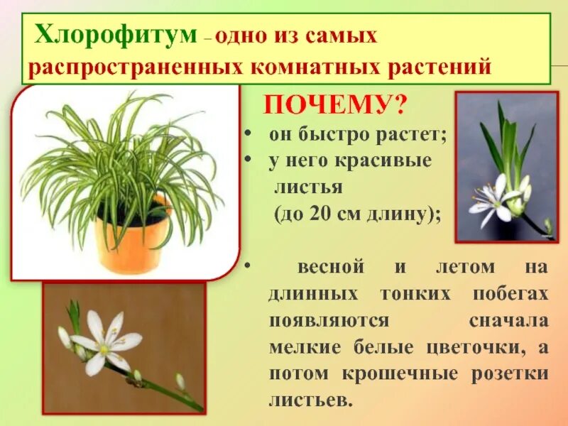 Строение хлорофитума. Хлорофитум зеленая лилия. хлорофитум строение растения. хлорофитум разросся. хлорофитум стебель.