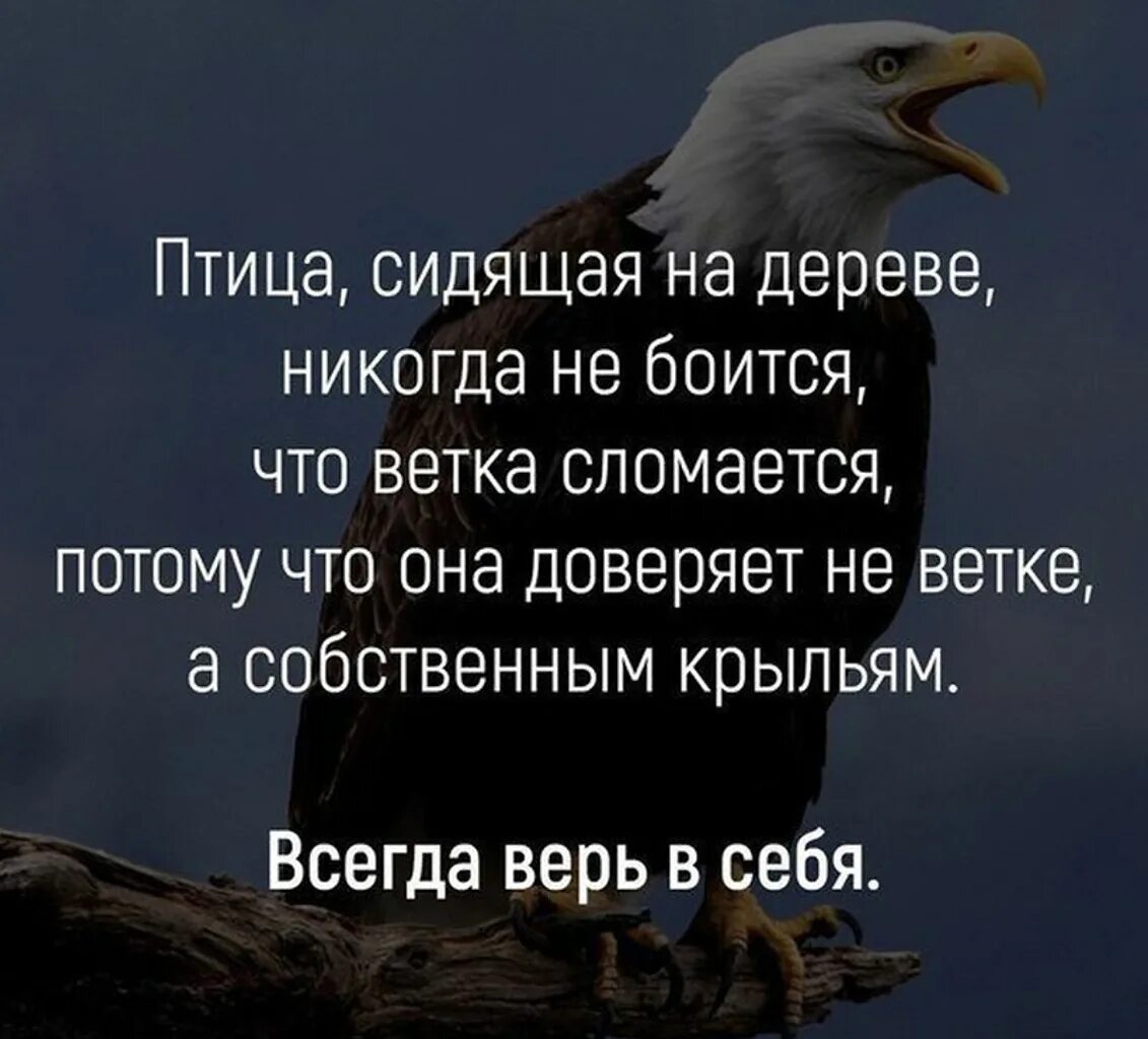 Верь в себя потому что. Верить в себя цитаты. Верь в себя цитаты. Цитаты про веру в себя. Цитаты про птиц.