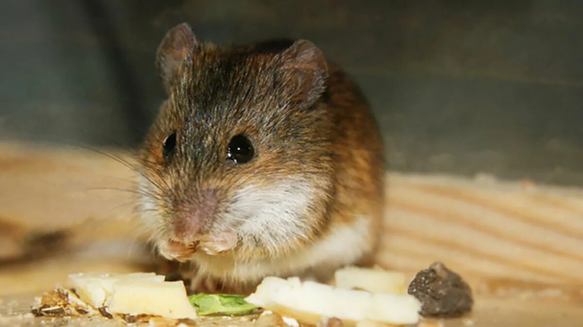 Мышь. Мышь с сыром. Мышь и зерно. Крыса и сыр. Мыши обгрызли