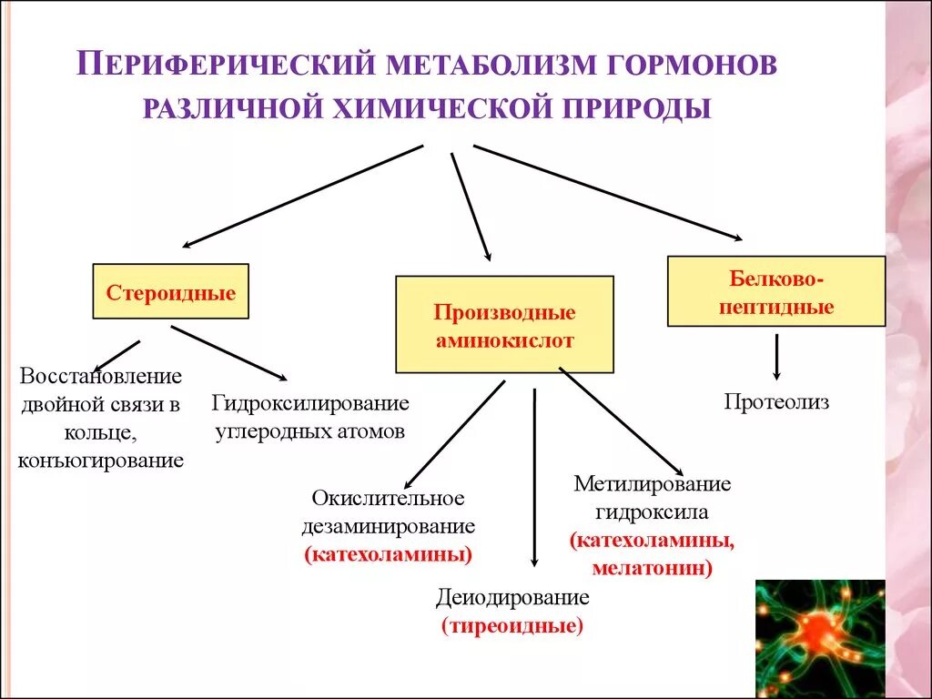 Цикл образования тиреоидных гормонов. Обмен веществ человека гормоны. Гормоны влияющие на энергетический обмен. Таблица регуляция обмена веществ. Роль гормонов в регуляции метаболизма.