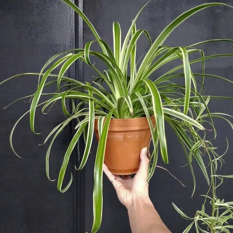 Home Grown Air Purifying House Spider Plant Ev bitkileri, Ev bitkisi, Bitki