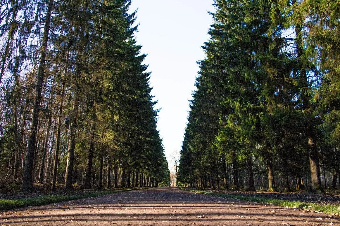 Село хвойный. Еловый парк Павловск. Еловая аллея парк Александровский. Еловая аллея в Павловском парке в СПБ. Южно Приморский парк Еловая аллея СПБ.