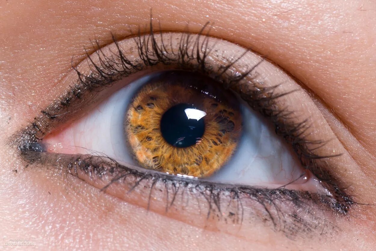 Янтарный Карий цвет глаз. Глаза цвета янтаря. Янтарный цвет глаз золотые глаза. Светло карие желтые глаза. Светло серо карие глаза