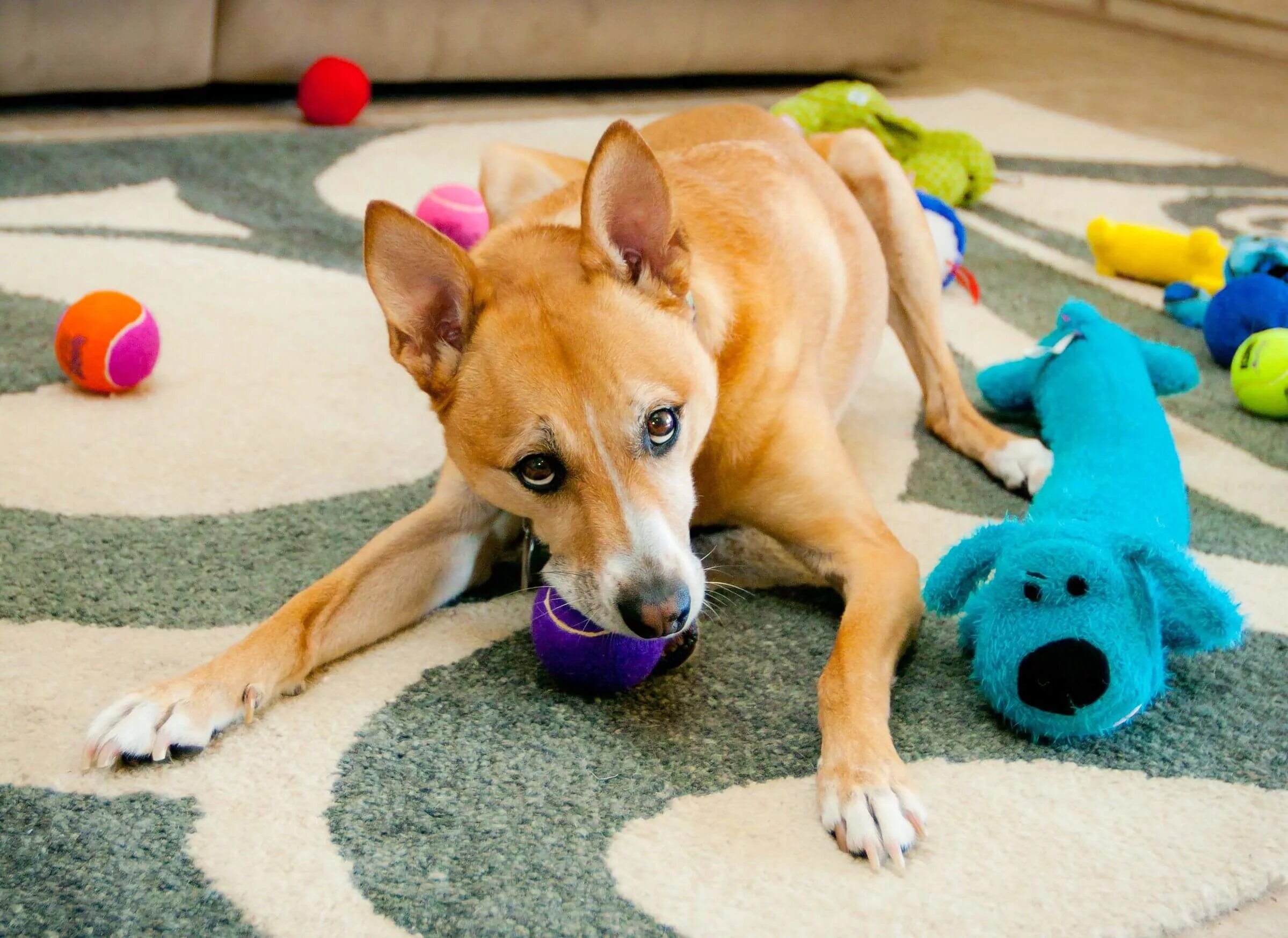 Having pets at home. Игрушка для собак. Собаки и их игрушки. Dog Toys игрушки для собак. Собака охраняет игрушку.
