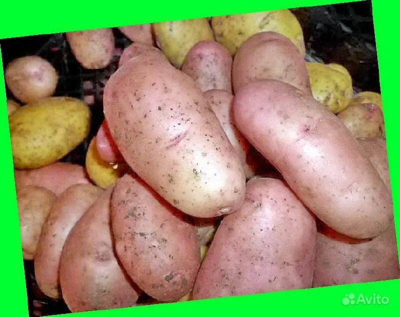 Картофель сибирский лапоть. Картофель сорта повелитель просторов. Картошка лапоть. Сорт картофеля лапоть. Картошка лапоть.