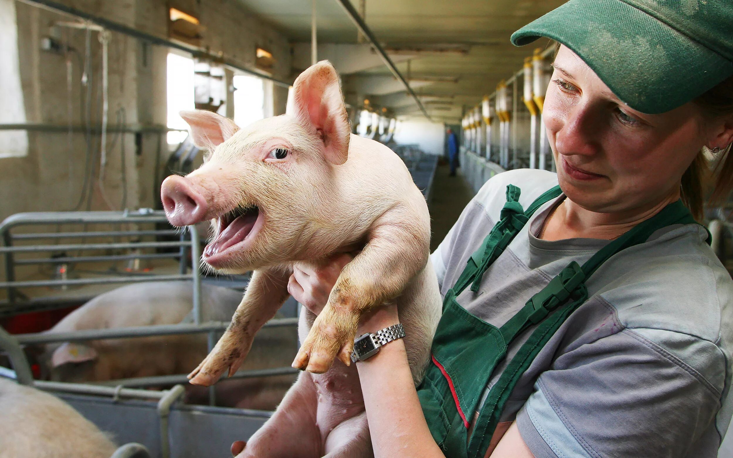 Сельское хозяйство свиньи. Свиноферма. Современная свиноферма. Свиноводство ферма. Оценка свиней