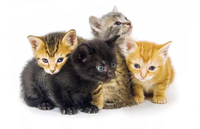 Kitten much. Little cat. sweet kitten. many kittens and owner. kittens 4chan&#039;a.