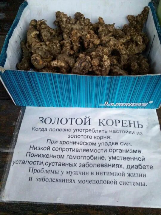 Золотой корень. Лекарство золотой корень. Золотой корень сушеный. Золотой корень чем полезен для организма человека. Полагаться корень