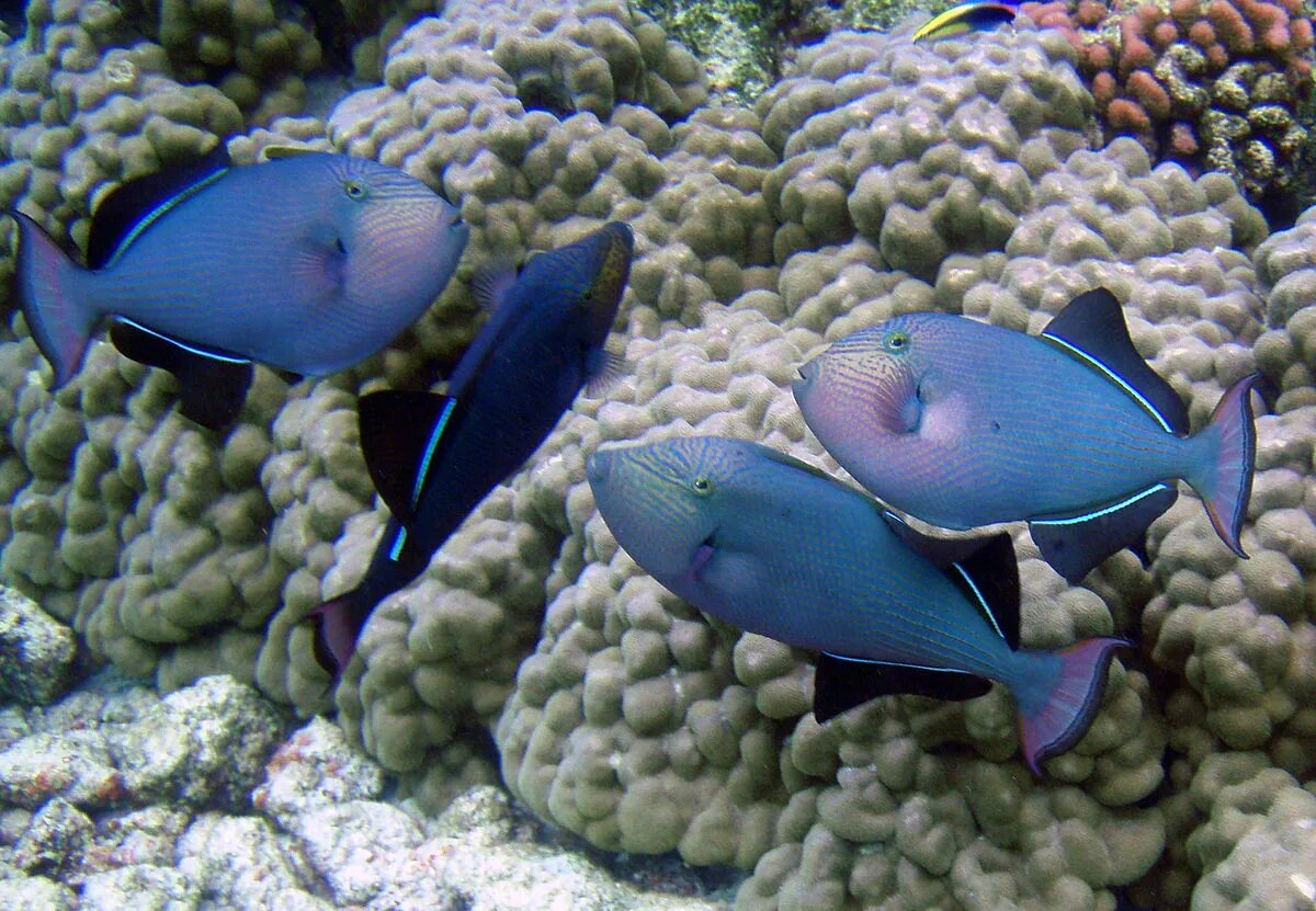 Петушок бетта спленденс. Спинорог мелихт. Fish breed. Fish breed. Зелёный барбус аквариумная рыбка.