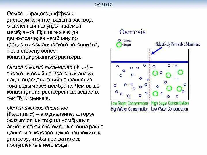 Экзоцитоза везикул