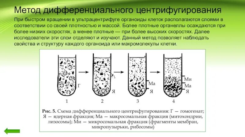 Разделение клетки под действием центробежной. Центрифугирование органоидов клетки. Метод дифференциального центрифугирования. Фракции в центрифугировании органоидов. Центрифугирование клеток эукариот.