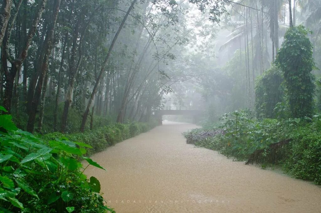 Rain area. Тропический ливень Тайланд. Тайланд дожди Муссоны. Дождь в Тайланде.