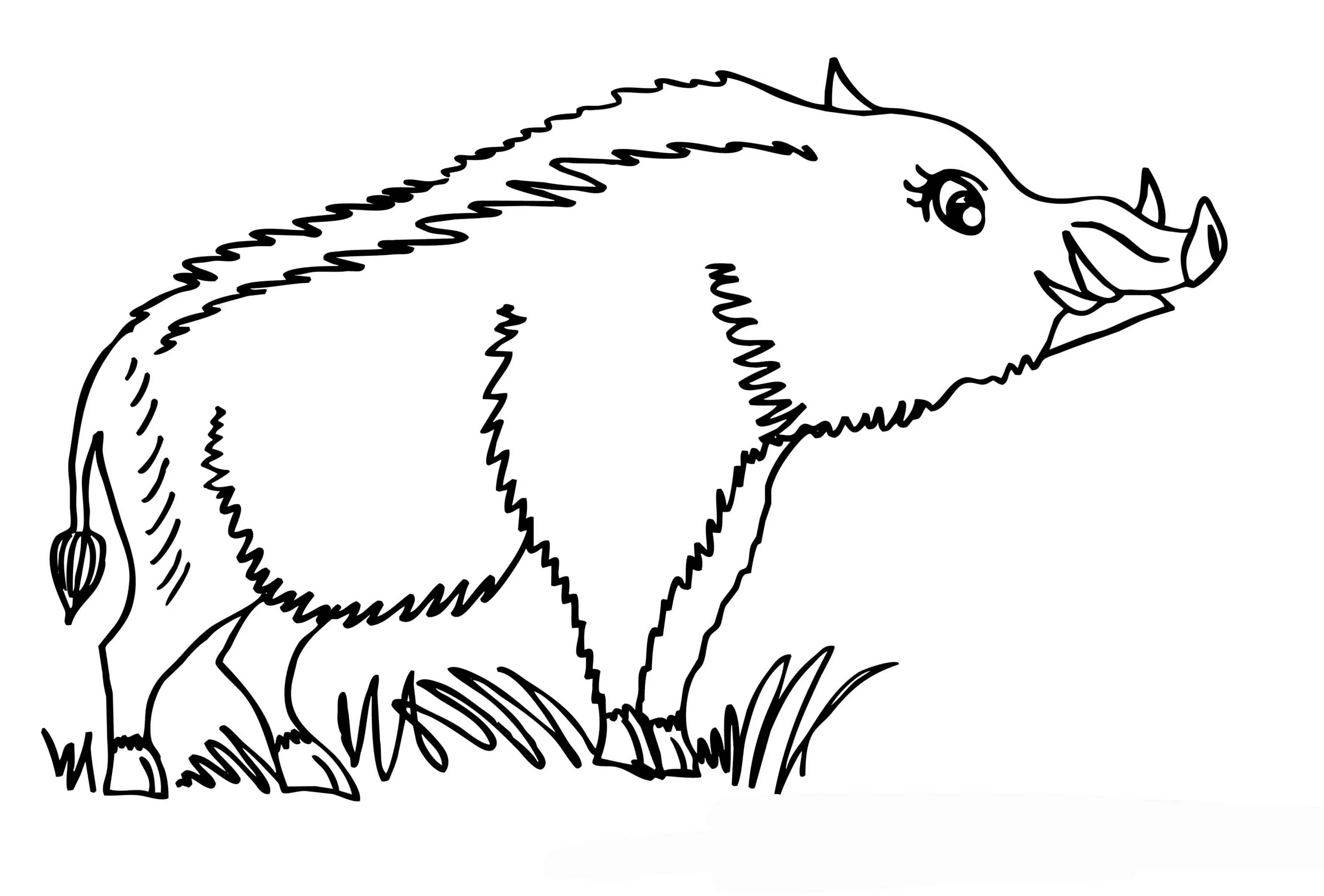 Северная Америка Раскраски распечатать бесплатно. Deer coloring pages, Coloring 