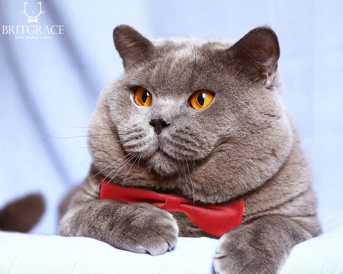 толстый кот британец. некастрированный британский кот. до какого возраста растут коты британцы. британец кот 10кг. кот чарли британец.