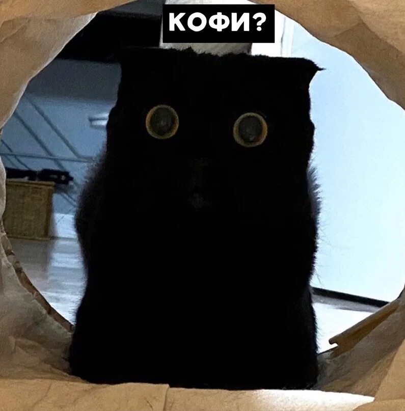 Кот голод. Кофий кот. Коты и кофе мемы. Кофе Мем с котом. Кофи котик Мем.