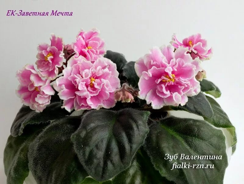 а-мечта химера фиалка. химера мечта. фиалка мечта. химера мечта. химера мечта.