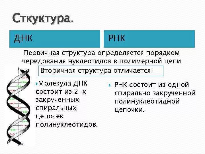 Днк и рнк общее. Структура полинуклеотидной цепи ДНК И РНК. Чем отличается вторичная структура ДНК И РНК?. Отличия вторичной структуры ДНК от вторичной структуры РНК. Структуры ДНК РНК АТФ.